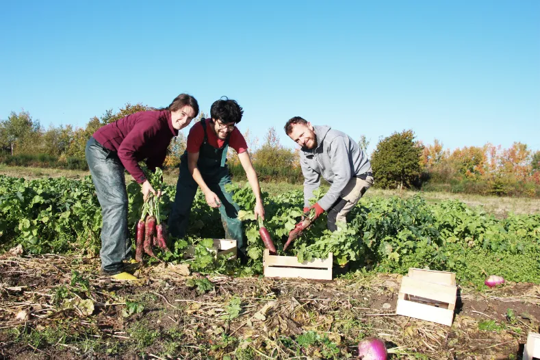Jardin de Cocagne Angevin - Chantier d'insertion et marché de légumes bio - Solidarité et proximité 22