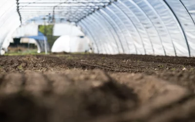 Plantation des légumes primeurs